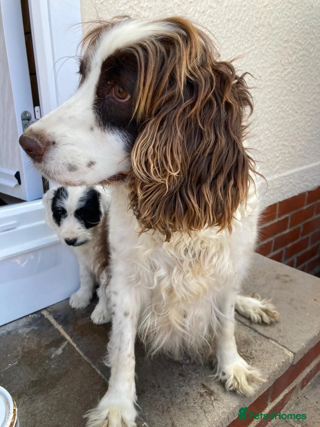 Cockapoo dogs for sale: Ready now beautiful cocker poo puppies  in Tadley - Advert 4