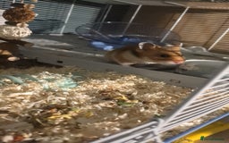 Hamster rodents for sale: Syrian hamster  - Advert 2