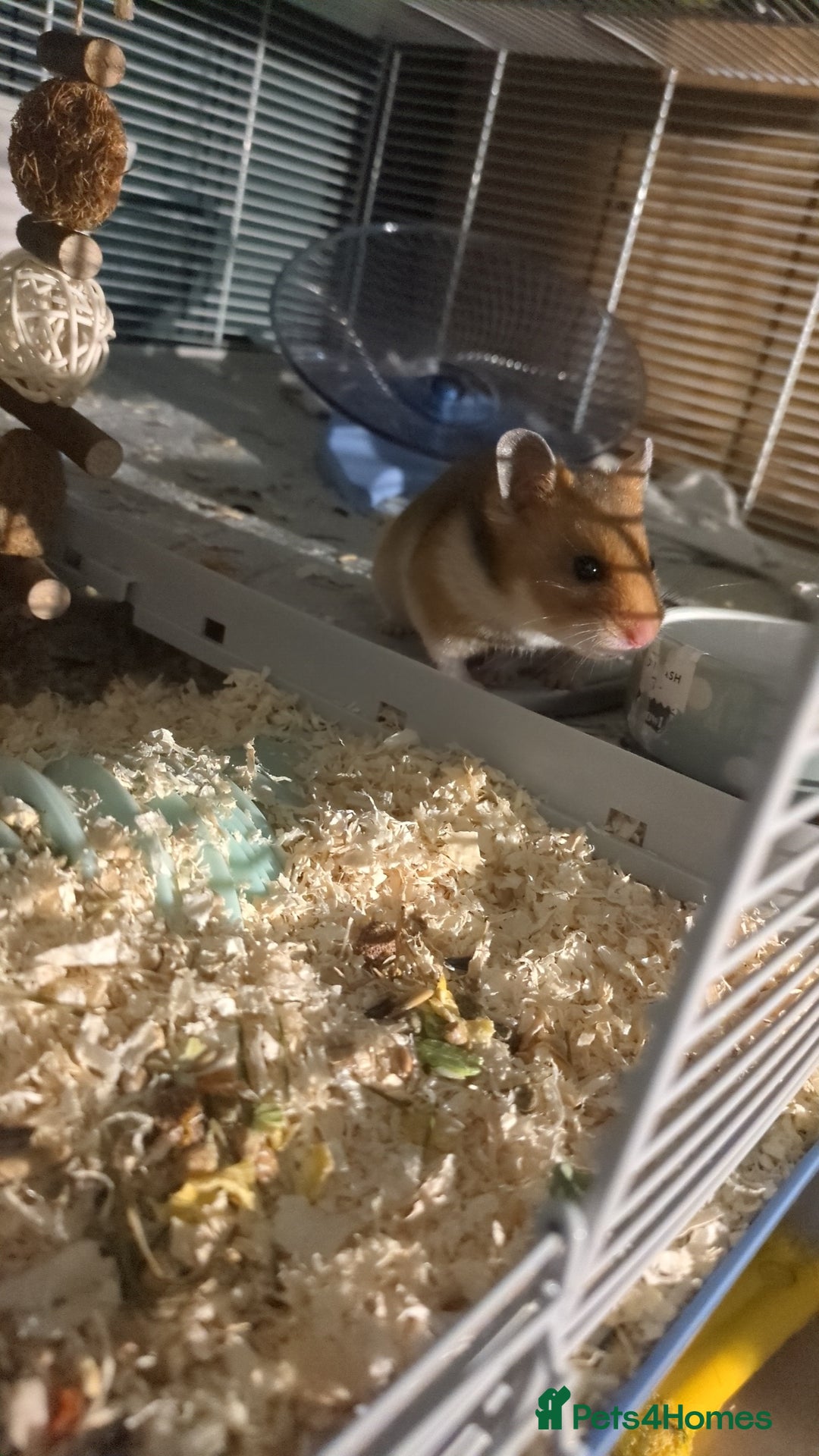 Hamster rodents for sale: Syrian hamster  - Advert 2