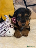 Mixed Breed dogs Airedale puppies - Advert 6