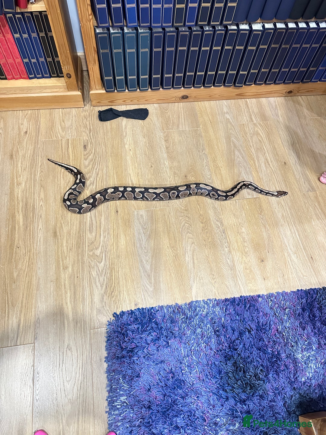 Python Snake reptiles for sale: 7year old male ball python snake - Advert 3