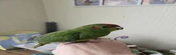 Mixed Breed birds for sale:  kakariki chicks hand tame  - Advert 14