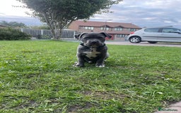 American Bulldog dogs for sale: This is Keith - Image 2