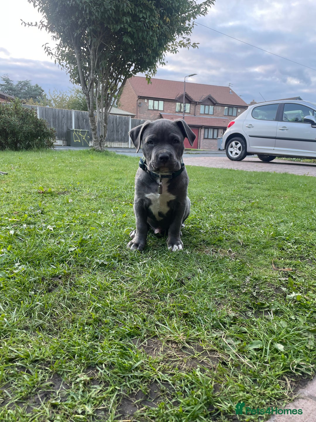 American Bulldog dogs for sale: This is Keith - Image 2
