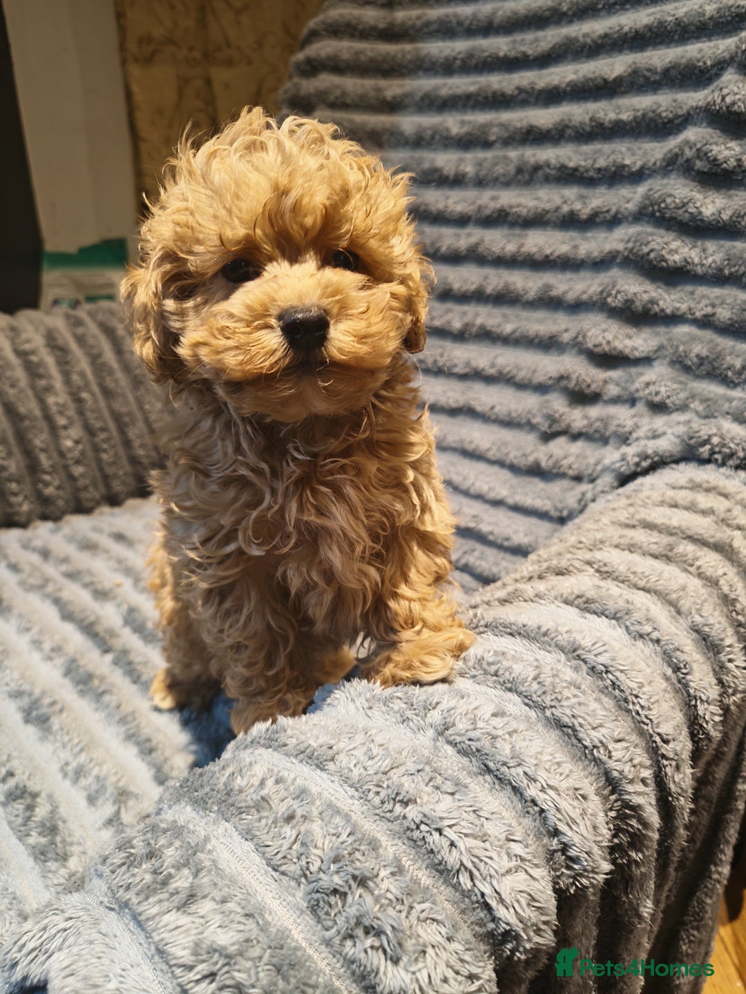 Maltipoo dogs for sale: Toy Maltipoo Ready to go - Image 6