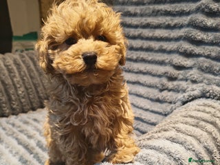 Maltipoo dogs Toy Maltipoo Ready to go - Advert 7