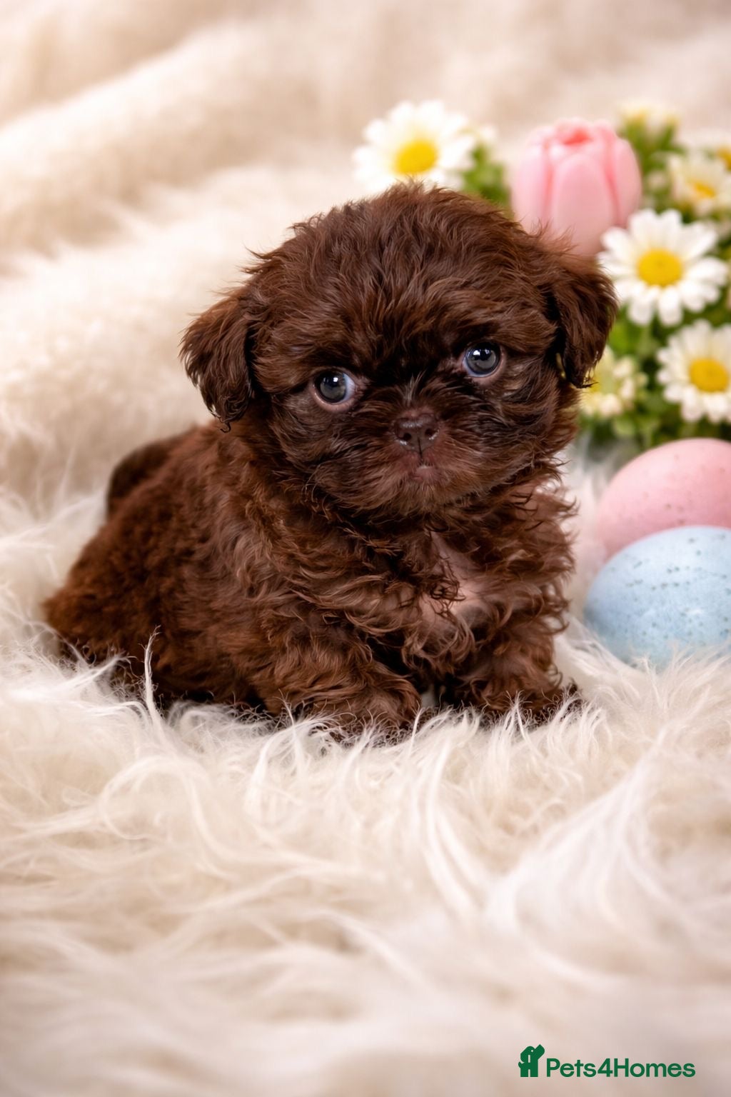 Shih Tzu dogs KC Reg Chocolate Female Health Tested Licensed - Advert 9