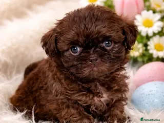 Shih Tzu dogs KC Reg Chocolate Female Health Tested Licensed - Advert 9