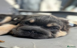 French Bulldog dogs for sale: This is a 2year planned litter based on health !🌟 - Image 29