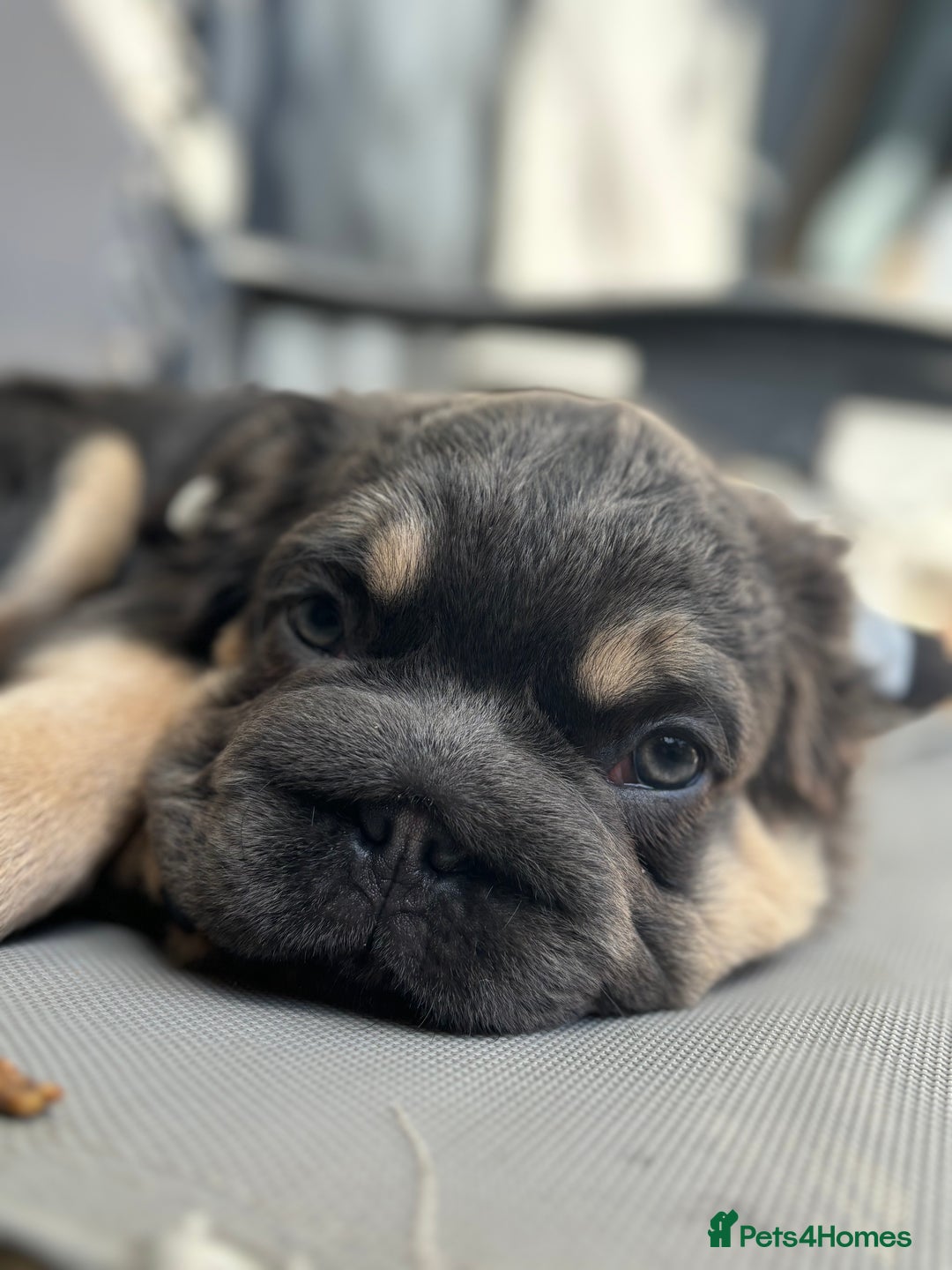 French Bulldog dogs for sale: This is a 2year planned litter based on health !🌟 - Image 29