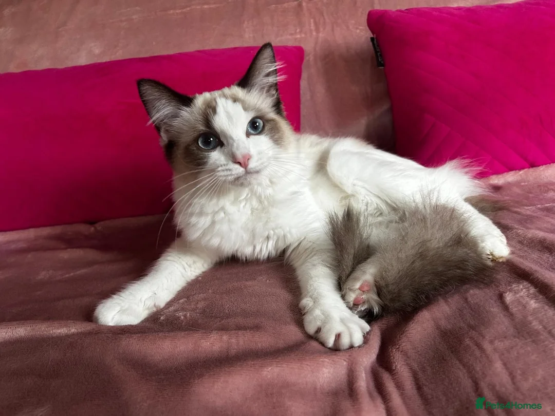Ragdoll cats for sale: GCCF Registered Active Female - Advert 2