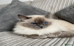 Ragdoll cats for sale: Bella - beautiful ragdoll pure breed   - Image 3