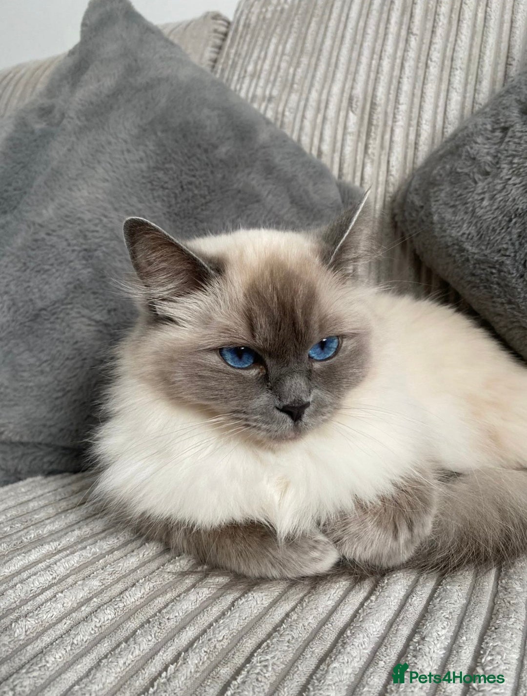 Ragdoll cats for sale: Bella - beautiful ragdoll pure breed   - Image 3