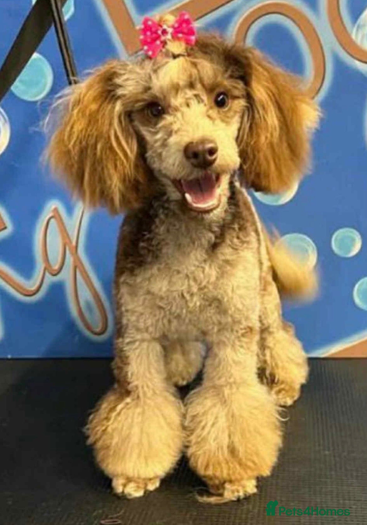 Cockapoo dogs LAST TWO ! Stunning Cockapoo boys !🖤 - Advert 1