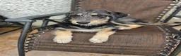Mixed Breed dogs for sale: Beautiful family raised Husky x Springador Puppies - Advert 14