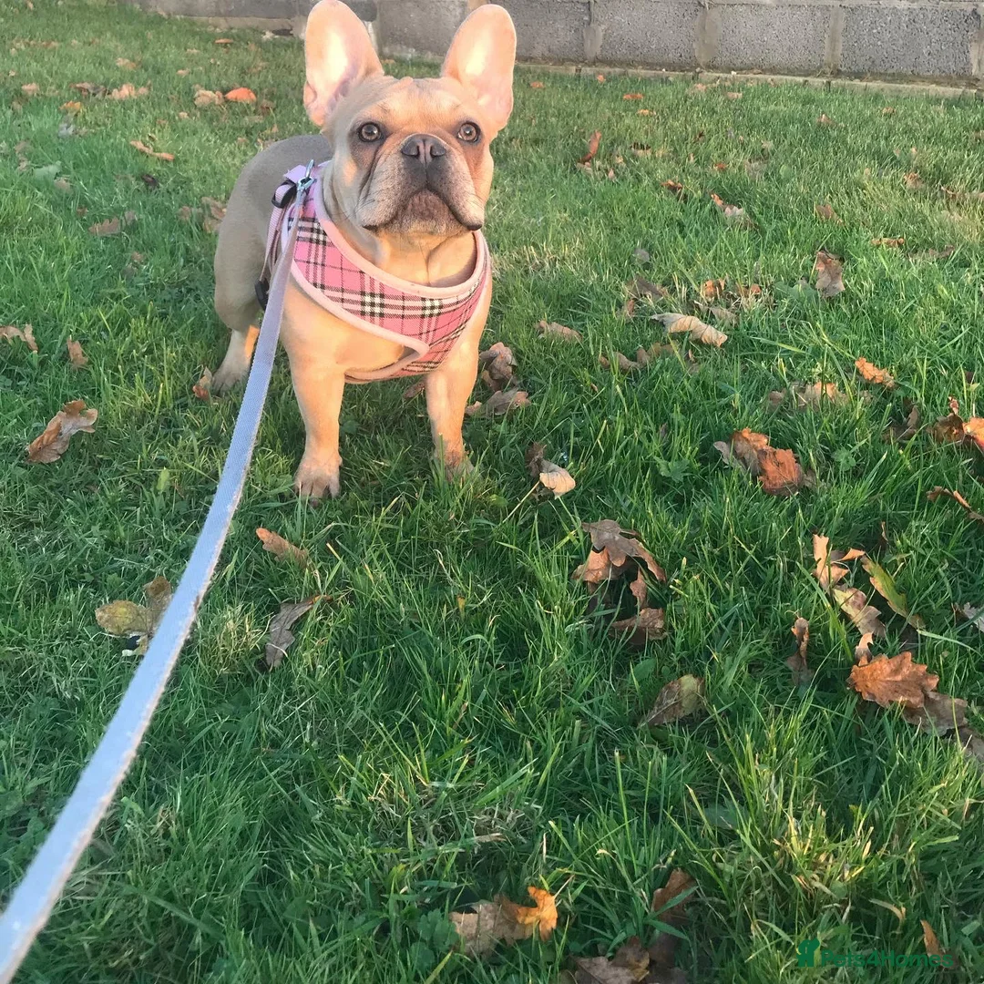 French Bulldog dogs for sale: Forever home for our beautiful girl  - Advert 1