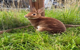 Rex rabbits for sale: Triple Vaccinated Friendly Doe Available Now - Image 1