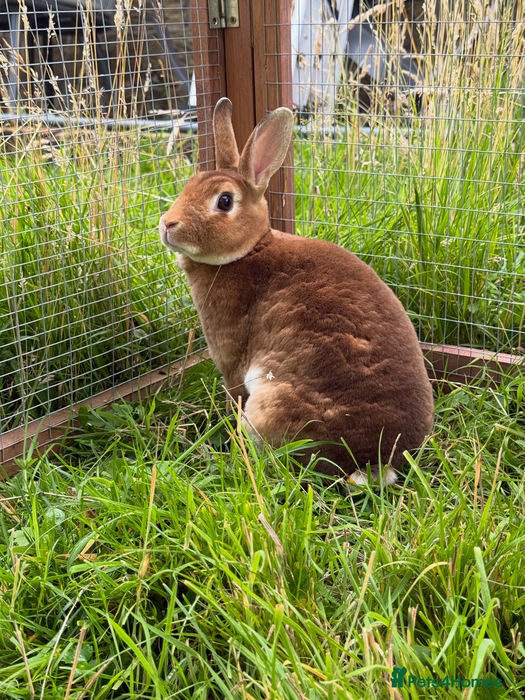 Rex rabbits for sale: Triple Vaccinated Friendly Doe Available Now - Image 1