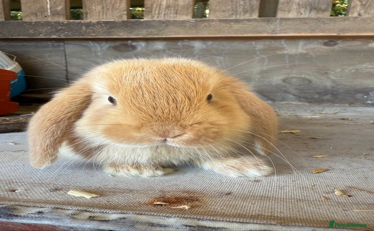Mini Lop rabbits - Advert 1