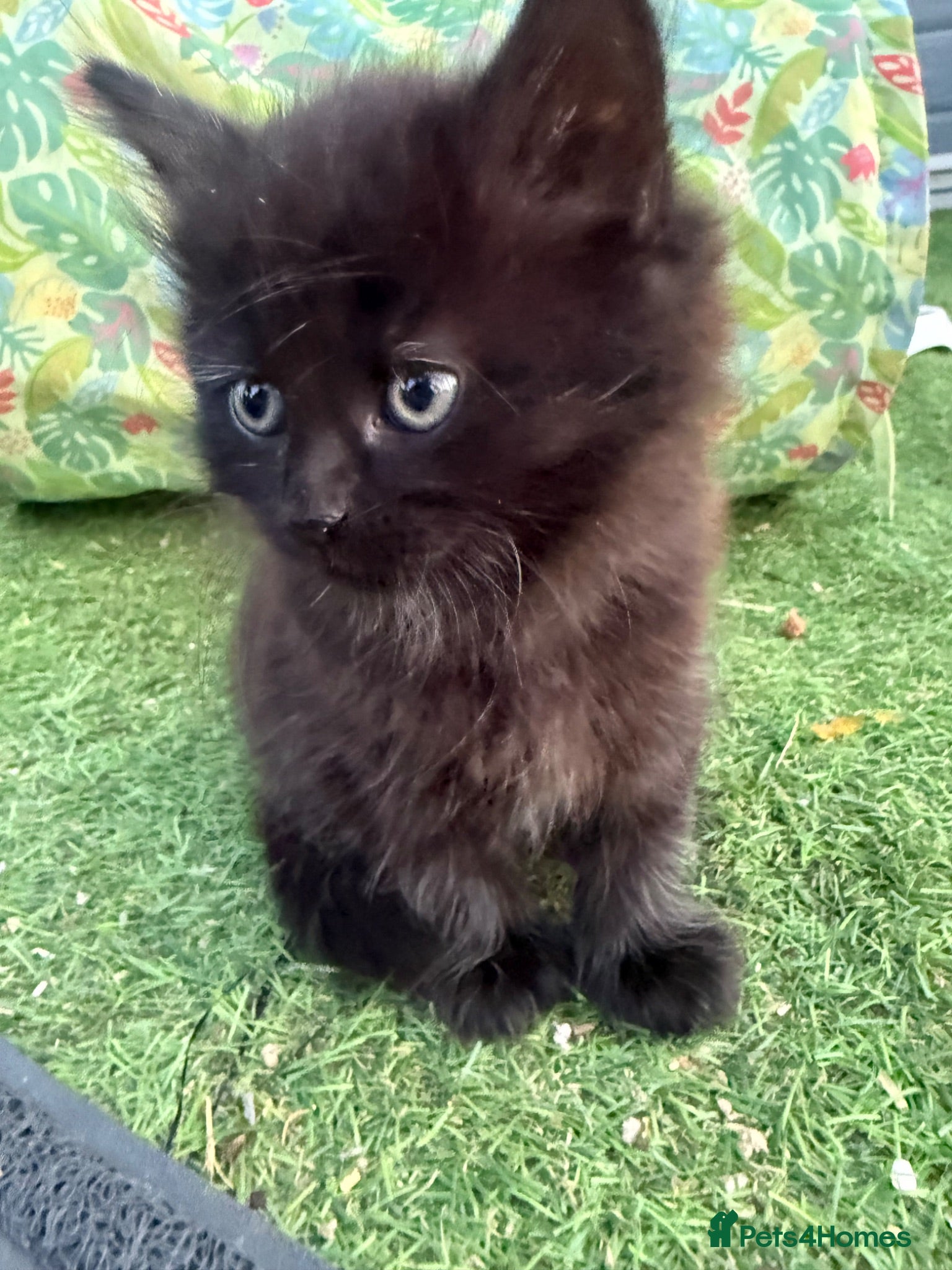 Mixed Breed cats One boy & one girl left - Longhaired, Kittens - Advert 2