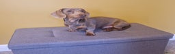 Miniature Dachshund dogs for stud: For stud my boy Dinky  in Alfreton - Advert 7