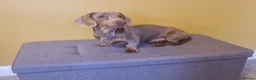 Miniature Dachshund dogs for stud: For stud my boy Dinky  in Alfreton - Advert 7