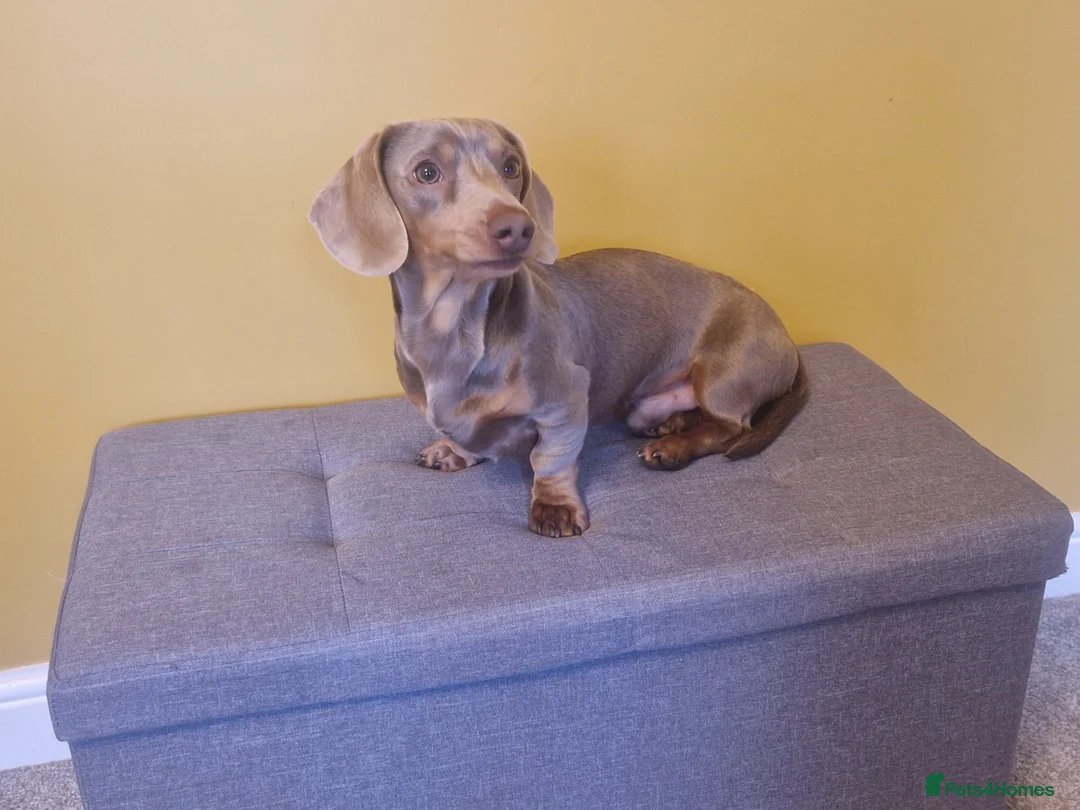 Miniature Dachshund dogs for stud: For stud my boy Dinky  in Alfreton - Advert 7