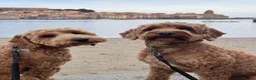 Cockapoo dogs for stud: Kobe 🌟 Stunning F1 miniature cockapoo for stud - Advert 11