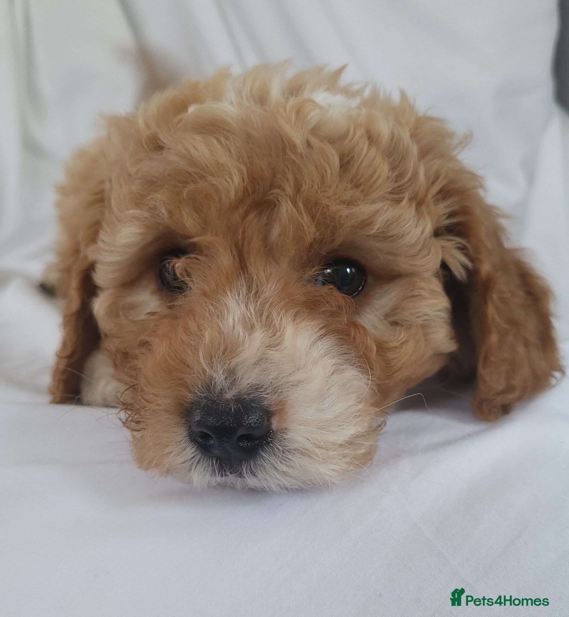 Cavapoo dogs Cavapoo puppies 5 🌟licence breeder  - Advert 2