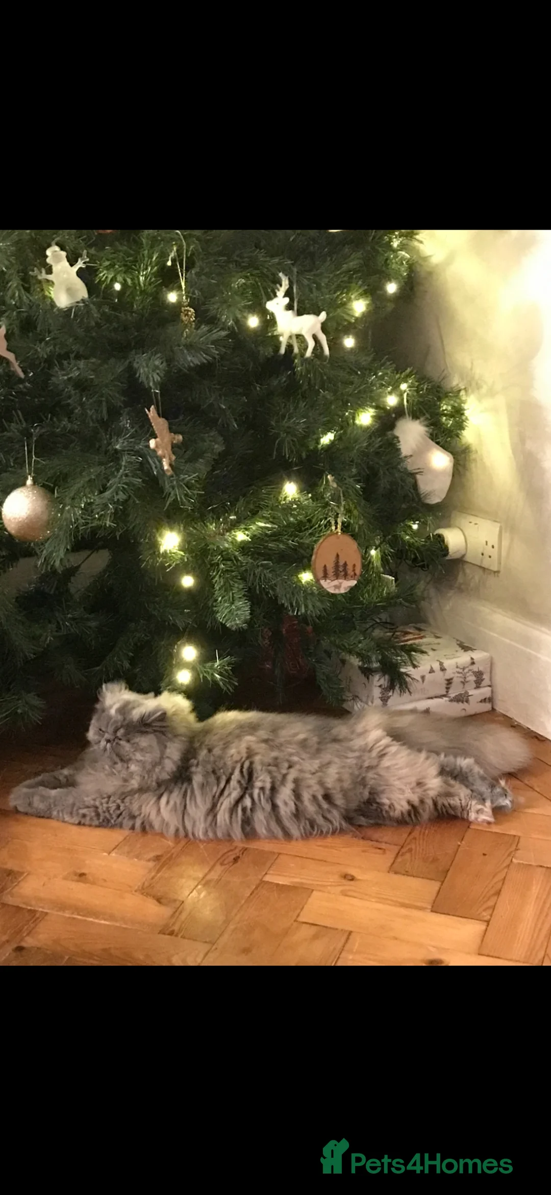 Persian cats for sale: Beautiful GCCF registered purebred persian kittens in Studley - Advert 2