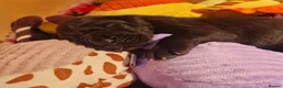 Great Dane dogs for sale: Black Great Dane Puppies  - Advert 7