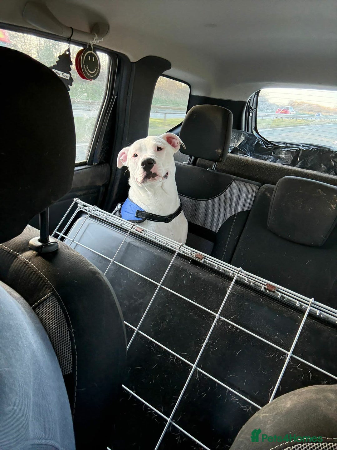 Staffordshire Bull Terrier dogs for sale: Angel and Stitch  - Advert 3