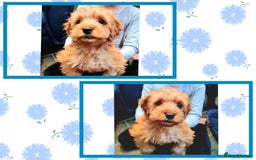 Cockapoo dogs for sale: READY TO LEAVE 4TH OF DECEMBER - Advert 5