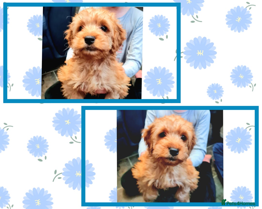 Cockapoo dogs for sale: READY TO LEAVE 4TH OF DECEMBER - Advert 5