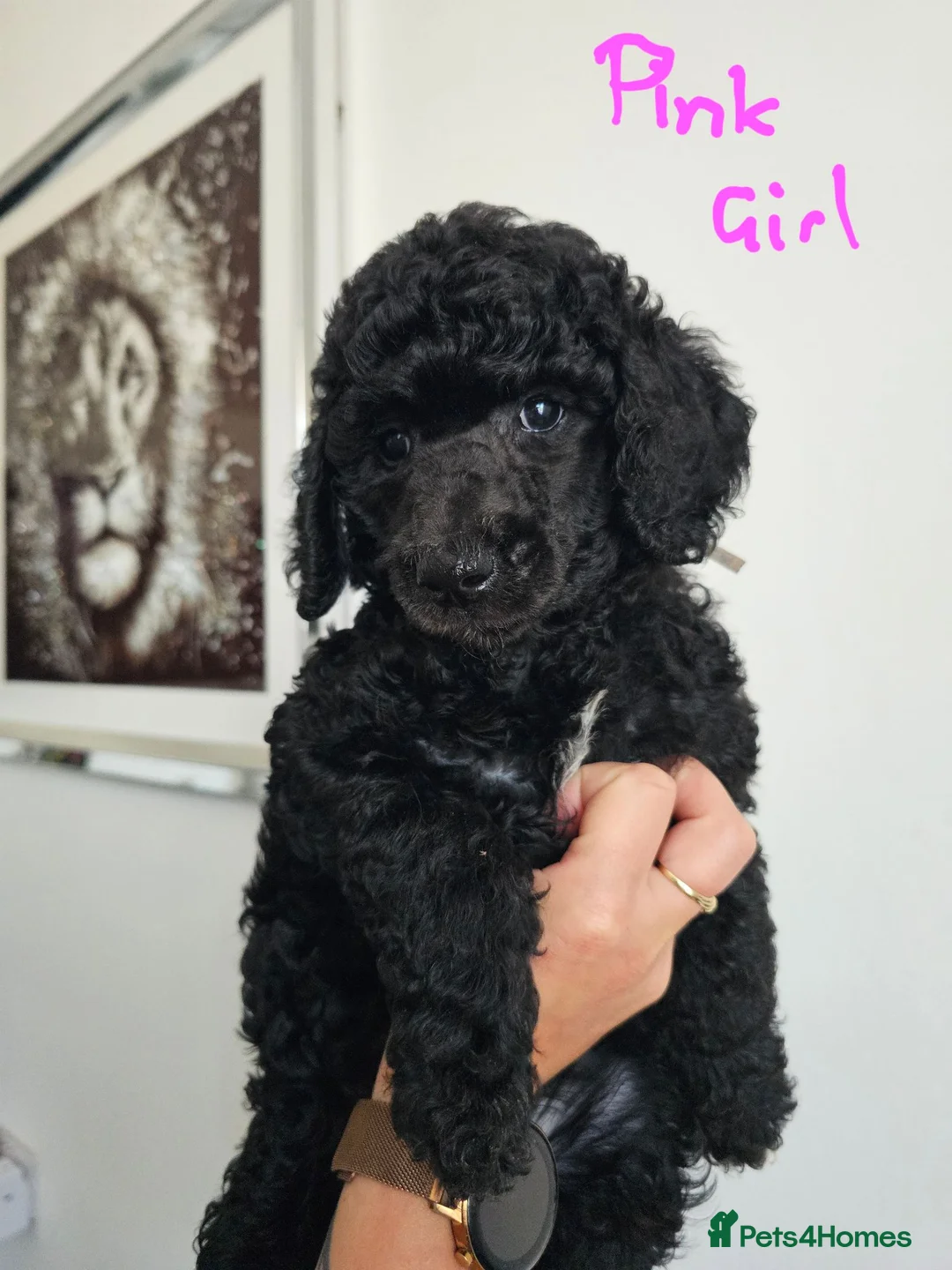 Standard Poodle dogs for sale: KC Standard Poodle Puppies !  - Advert 1