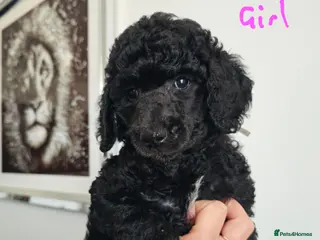 Standard Poodle dogs KC Standard Poodle Puppies ! - Advert 3