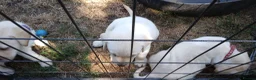 Labrador Retriever dogs for sale: 6 beautiful labrador puppies  - Advert 27