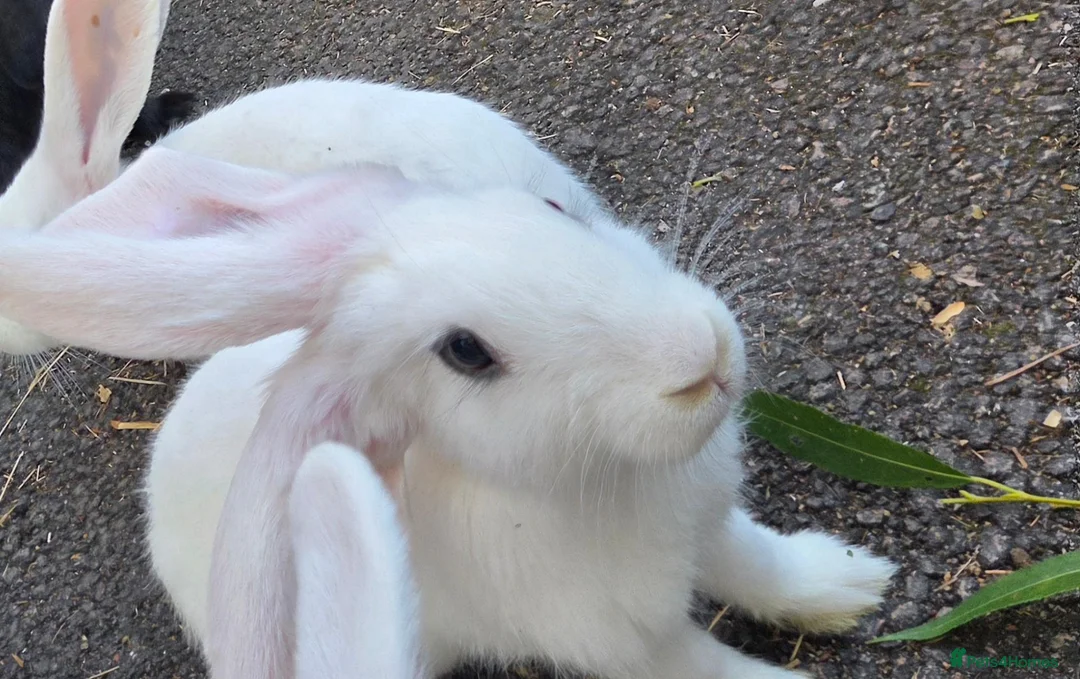 Lovely bunnies open to offers for sale in Downham Market | Pets4Homes