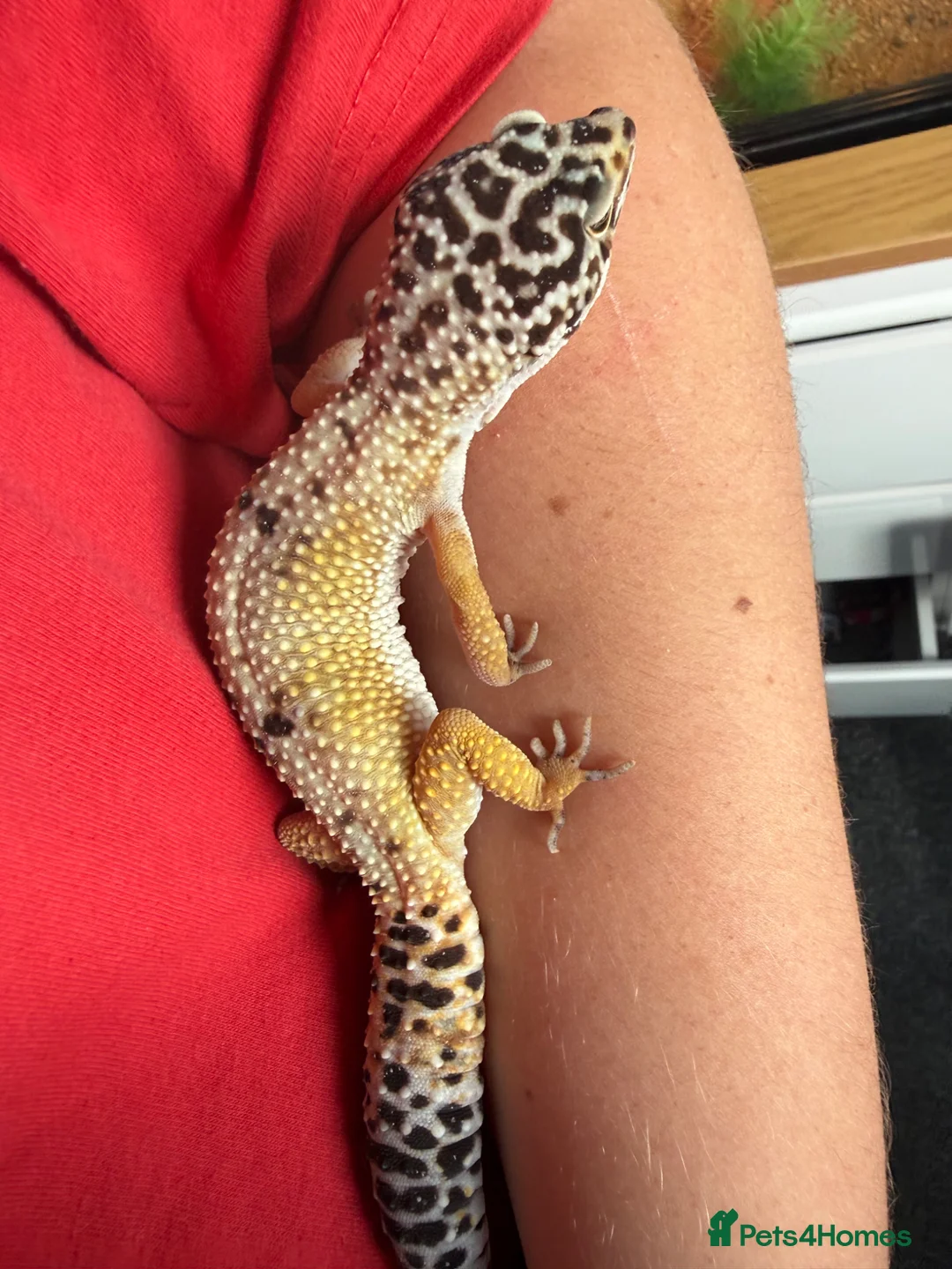 Leopard Gecko reptiles for sale: 2 x leopard gecko  - Advert 2