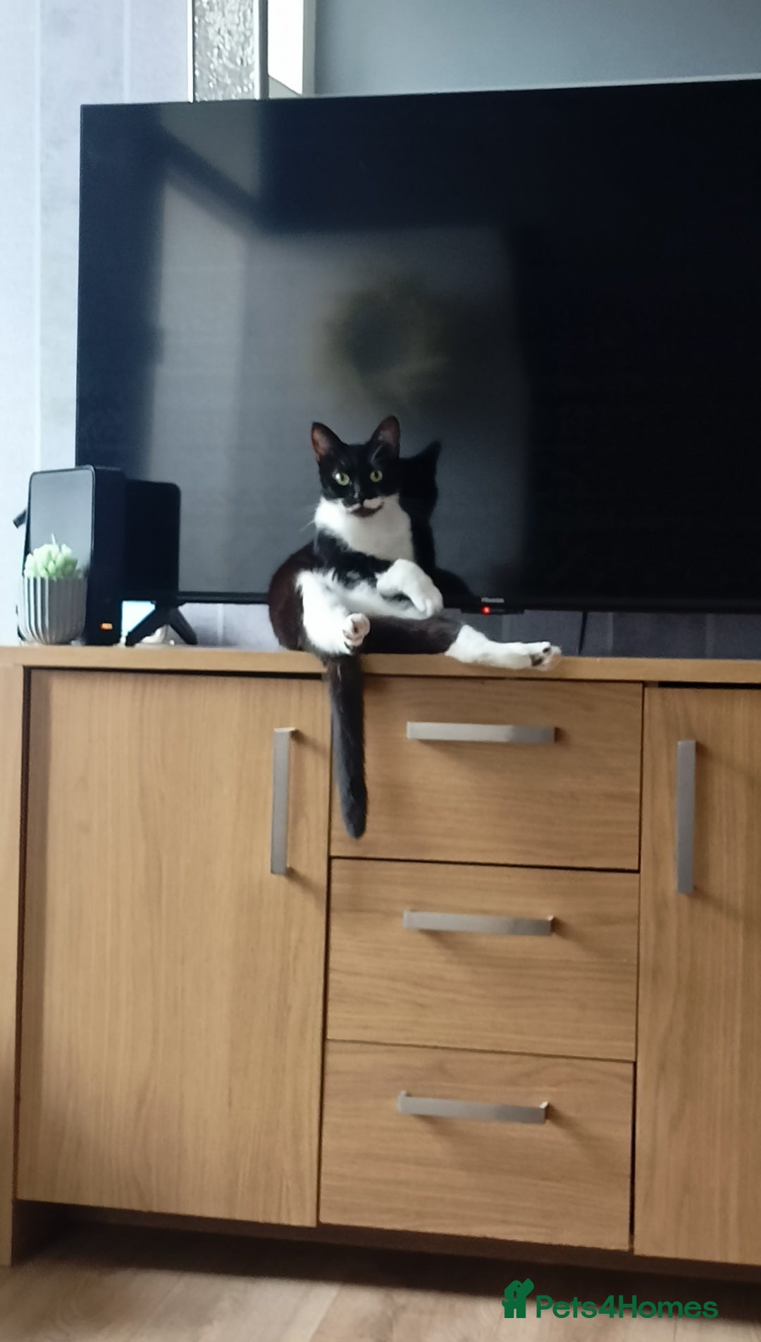 British Shorthair cats for sale: Calypso (Lippy) - Image 1