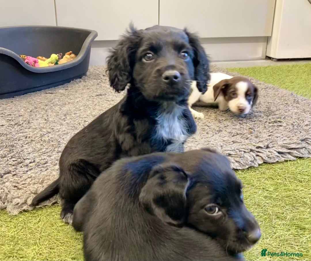 Sprocker dogs for sale: Sprocker Spaniel puppies - Advert 4