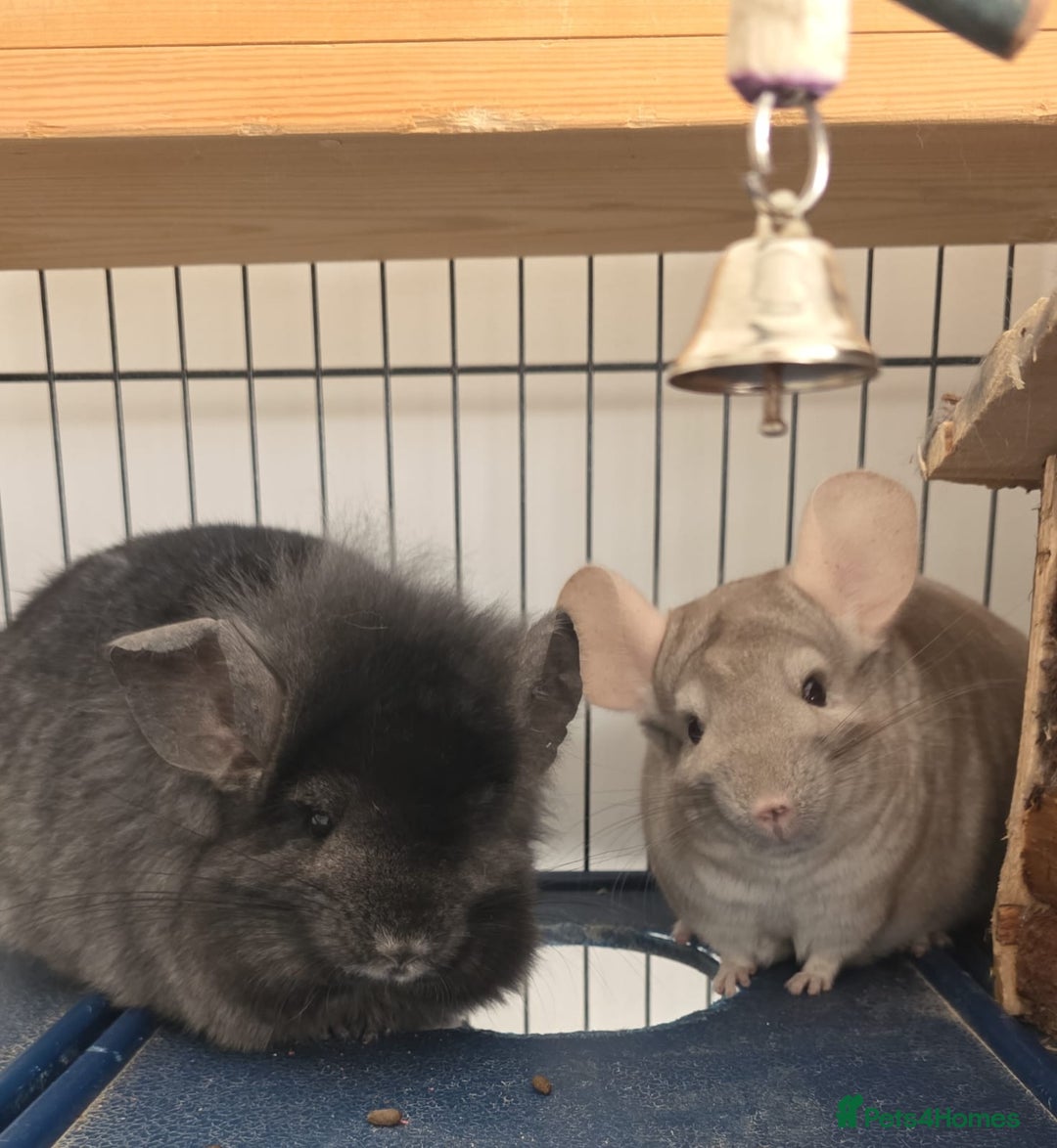 Chinchilla rodents for sale: 2 Female Chinchillas - Image 1