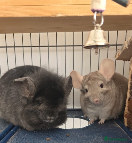 Chinchilla rodents - Advert 1
