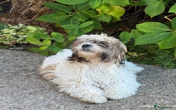 Mixed Breed dogs for sale: Female Shi Tzu x Bichon - Image 8