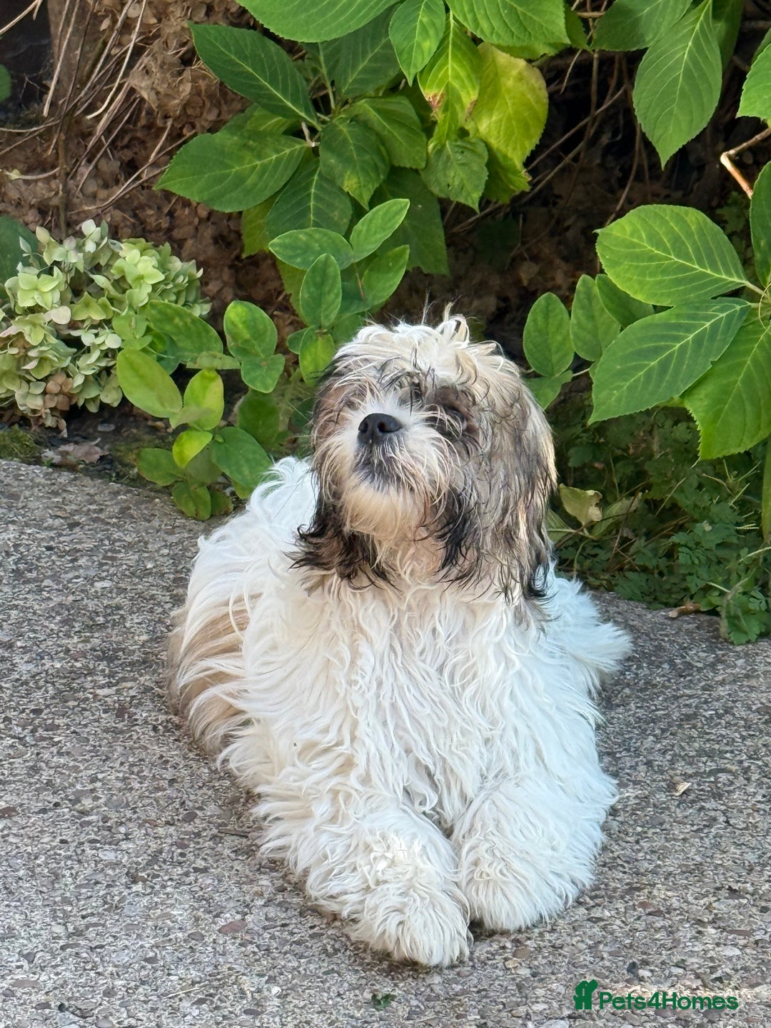 Mixed Breed dogs for sale: Female Shi Tzu x Bichon - Image 8