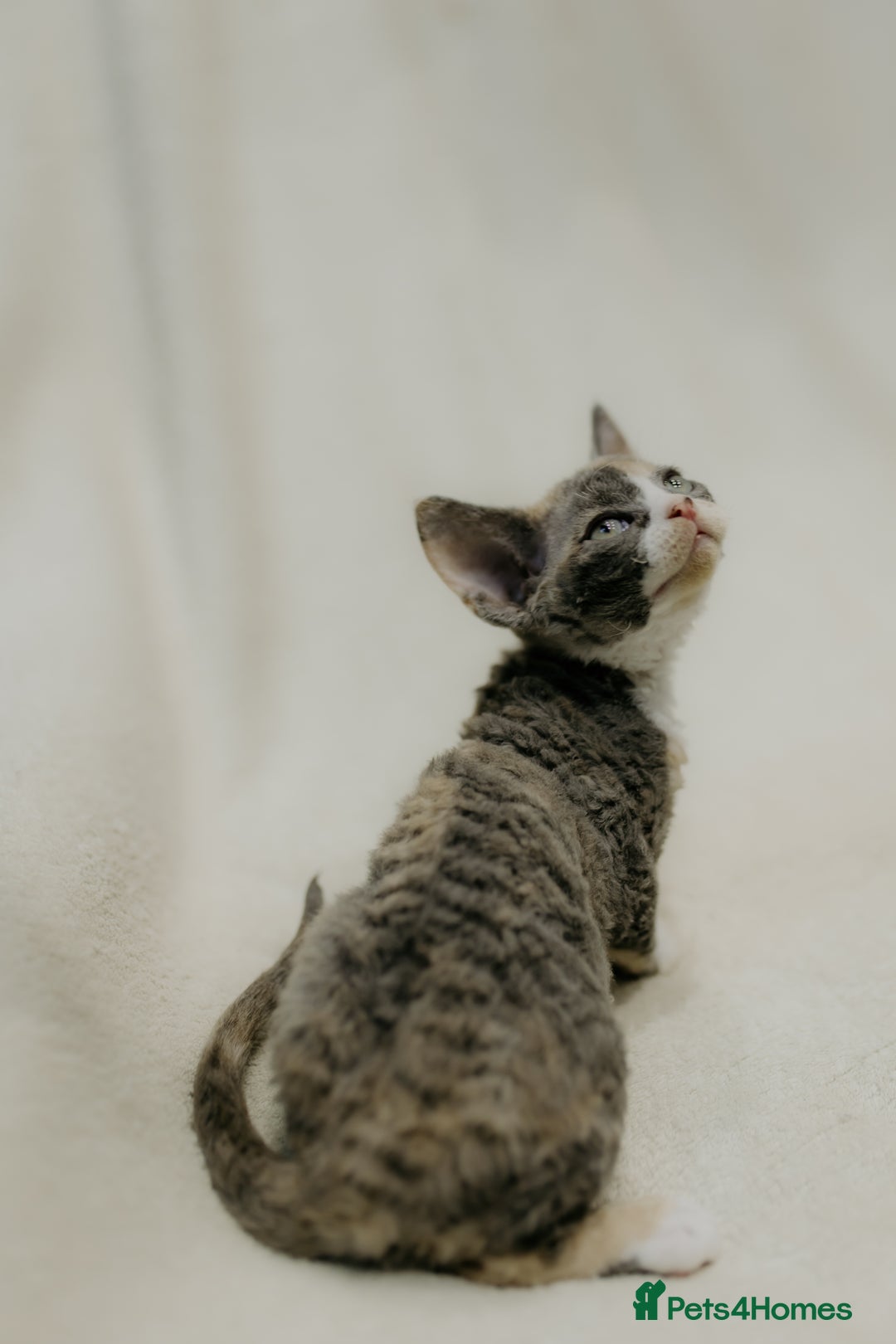Devon Rex cats for sale: Adorable GCCF Registered DevonRex Kittens FOR SALE - Advert 12