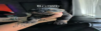 Rottweiler 4