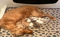 Cocker Spaniel dogs for sale: Exceptional KC registered Show Cocker Spaniels  - Image 11