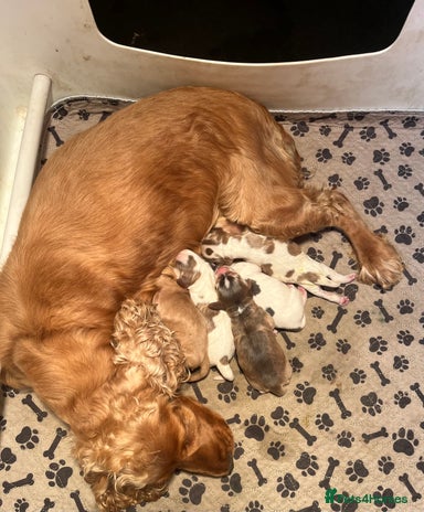 Cocker Spaniel dogs - Advert 16