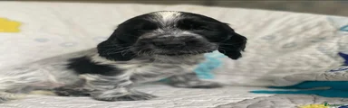 Cocker Spaniel 7
